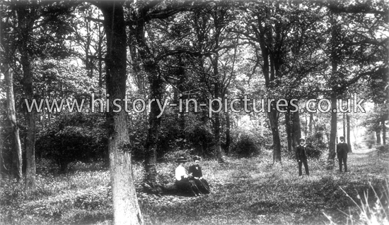 In Epping Forest, Chingford, London. c.1912.